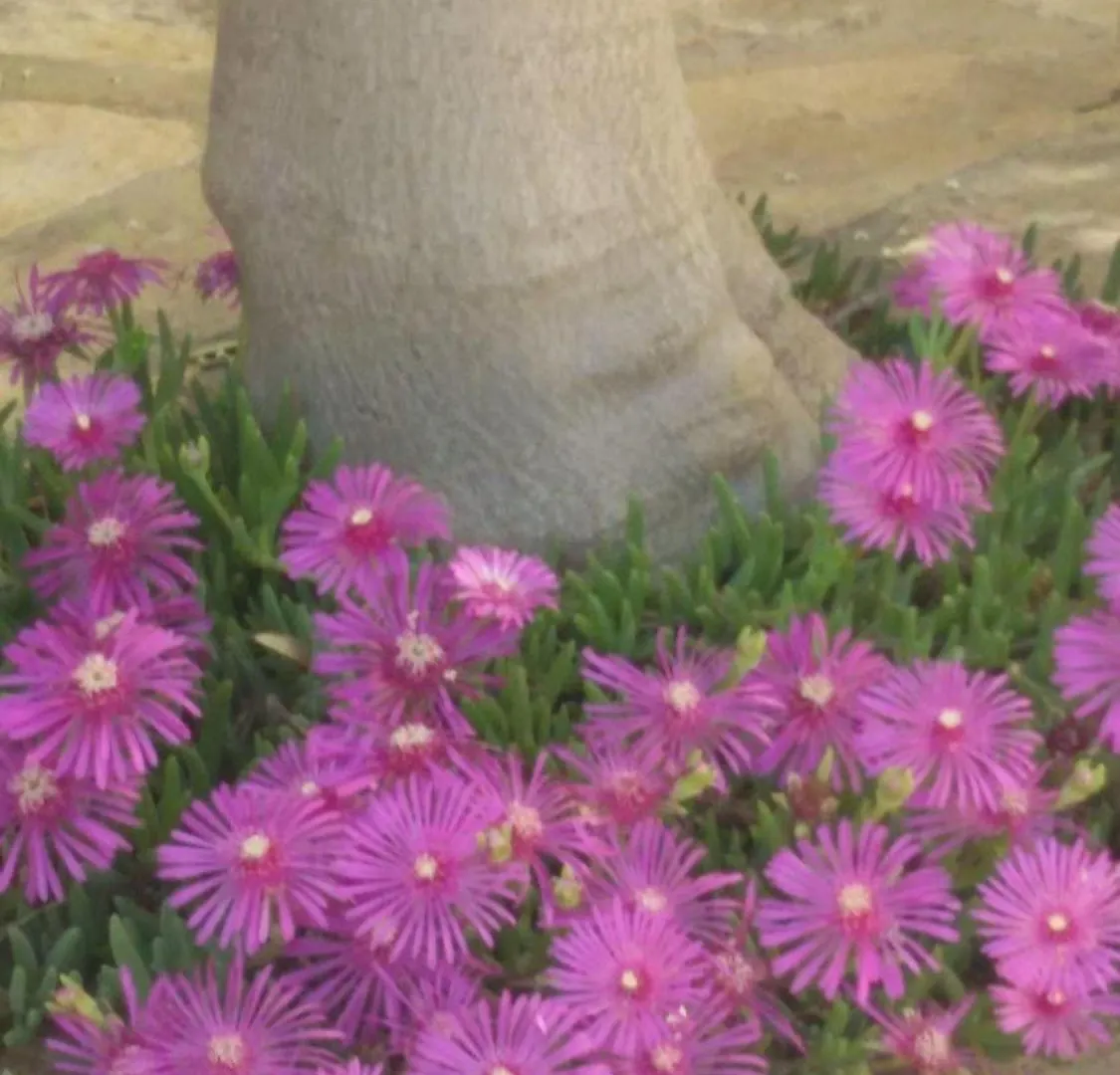 Direkt Am Meer Liegendes Apartment Mit Garten Medulin